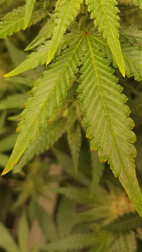 On this edition of get it growing, horticulturist dan gill explains what those brown. Leaf tips are turning yellow/reddish brown on my (25f ...