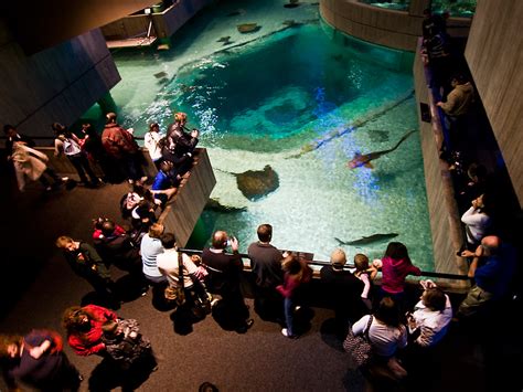 50 Photos Of National Aquarium In Baltimore Boomsbeat