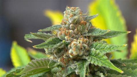 Longmont opens its first recreational marijuana dispensary