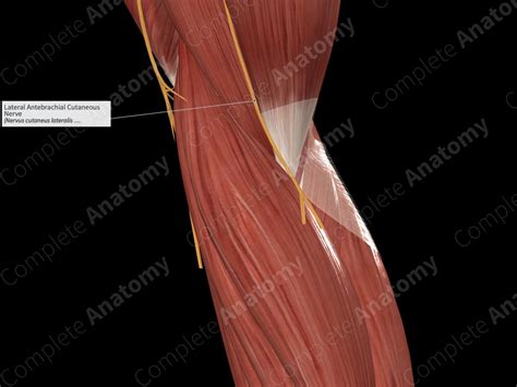 Lateral Antebrachial Cutaneous Nerve Complete Anatomy