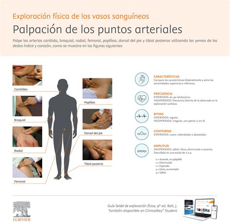 Palpación De Los Puntos Arteriales Y Anomalías Del Pulso Medicina