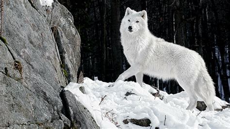 Hd Wallpaper Animal Mammal Wildlife Fox Arctic Fox Canine Wolf