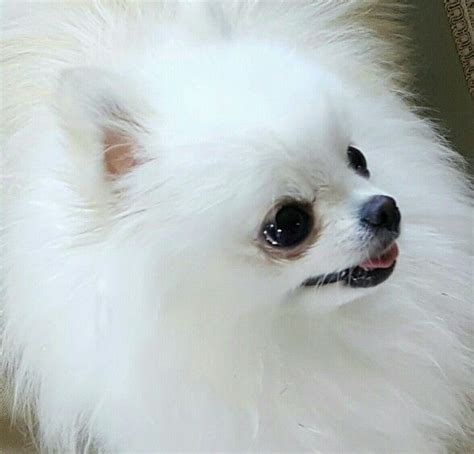 White Teacup Pom Dog Personality Pomeranian Dog Pomeranian Dog Names