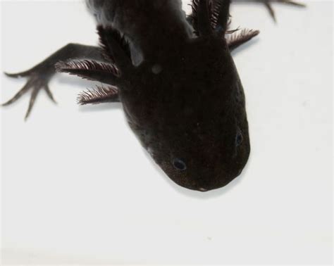 Axolotl A That Is Always Smiling 47 Pics