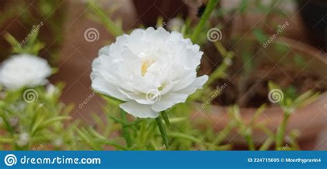 White Flower Closeup View On The Garden Stock Image Image Of Flower
