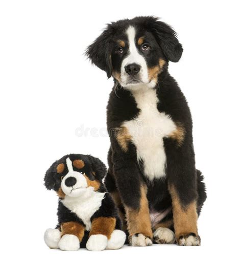 Young Bernese Mountain Dog 35 Months Old Sitting Stock Photo Image