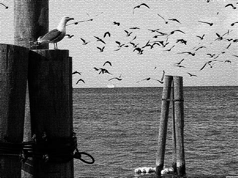 Tranquility Picture By Xputneyx For Two Seagulls Photoshop Contest