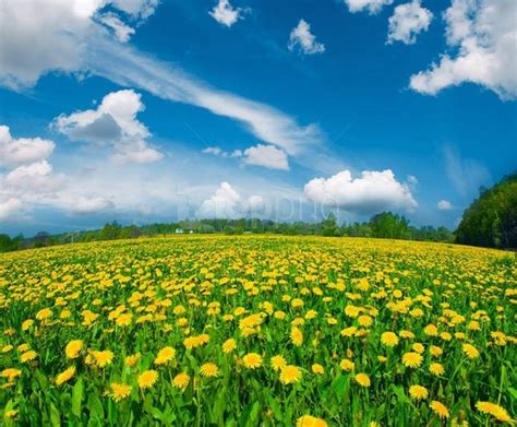 Summer Meadow With Dandelions Background Best Stock Photos Image Id