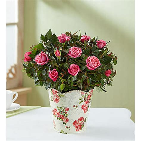 1800flowers Mothers Day Classic Pink Rose Plant In Floral Planter