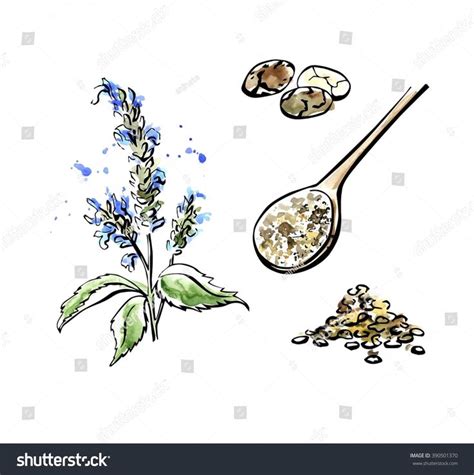 Royalty Free Images Royalty Free Stock Photos Menopause Relief Chia