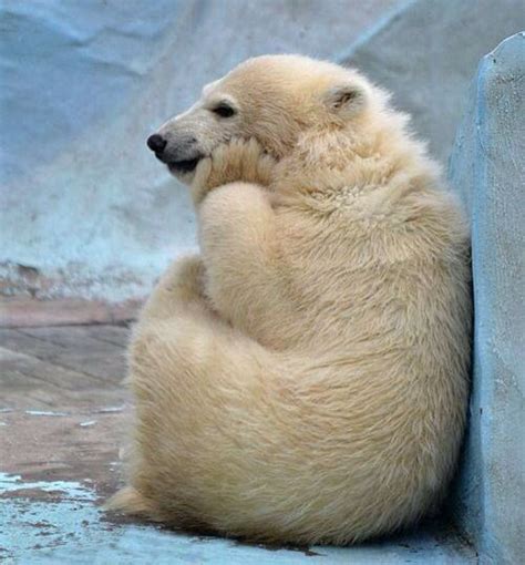 Sad Baby Polar Bear Obabiesowe