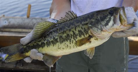 Fwc Surveys State Bag Limits For Largemouth Bass
