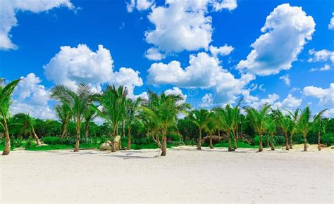 Beautiful Caribbean Landscape With Palm Tree On The Beach Stock Image Image Of Leaf Resort