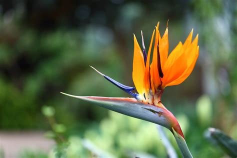 13 Best Types Of Unique Flowers For Your Garden