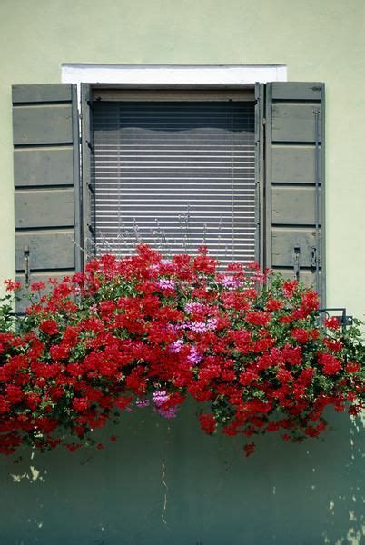 Window boxes for outdoor decor. Full-Sun Annual Flowers for Window Boxes | Window box ...