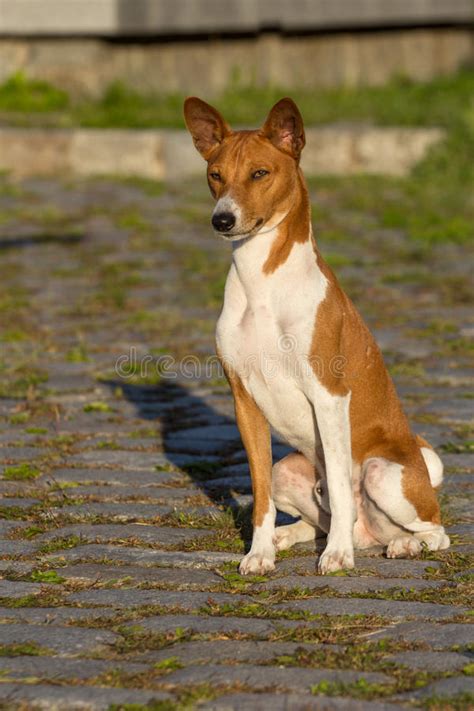 Small Hunting Dog Breed Basenji Stock Photo Image Of Bowwow