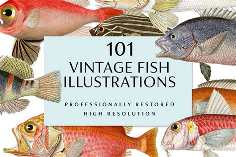 Vintage Fish Illustrations ~ Illustrations ~ Creative Market