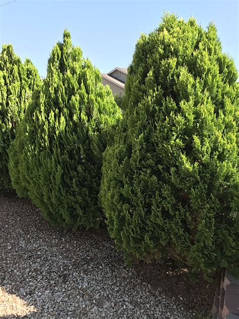 Check spelling or type a new query. Desert Evergreen Shrubs - Learn about desert shrubs from ...