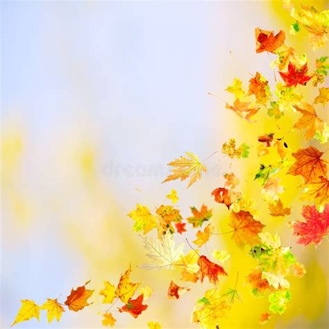 Falling And Spinning Autumn Leaves Stock Image Image Of Bright
