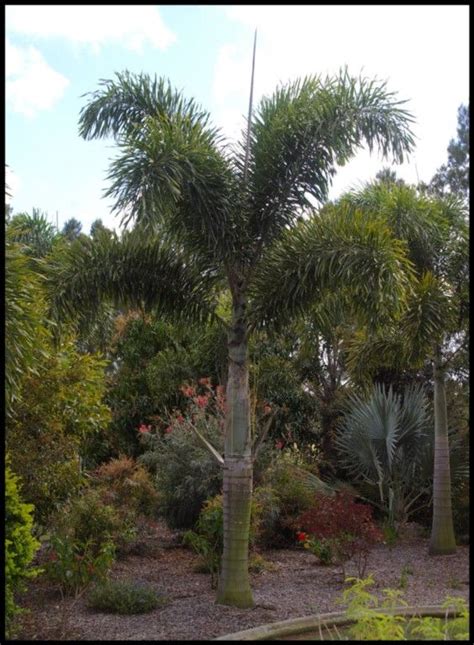 Exoticgreen Foxtail Palm Wodyetia Bifurcata Fresh Seeds X 20