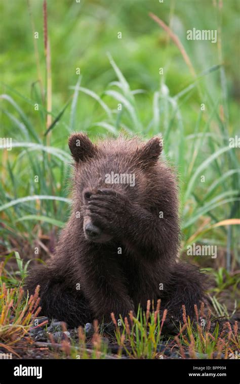 A Brown Or Grizzly Bear Spring Cub Lake Clark National Park Alaska