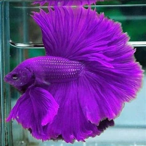Most Beautiful Betta Fish In The World Odd Interesting