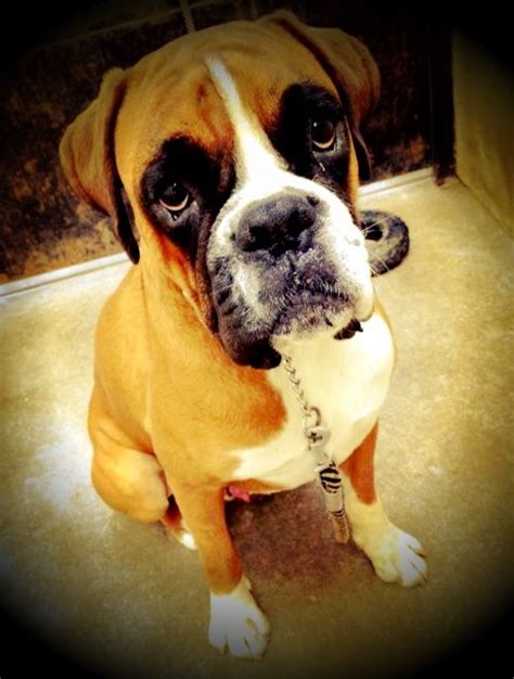 So Cute Boxer Dogs Facts Boxer Dogs Dog Facts