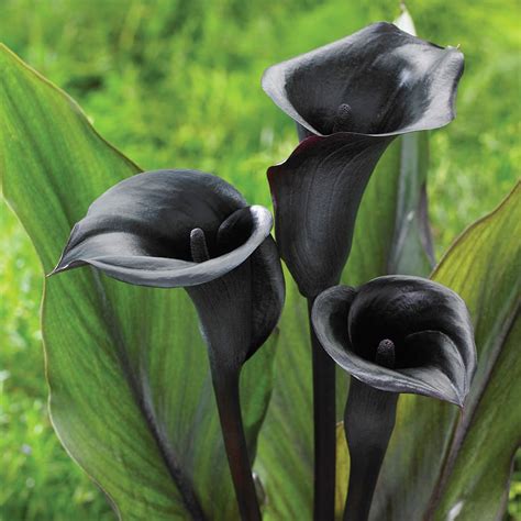 Peonies can be grown in full sun or partial shade. Memories Calla Lily - Flowers And Bulbs | Veseys | Calla ...