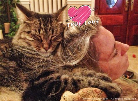 So she'll rest her head on one of my library or newly bought books and literally sleep on it. please use the comment function to share your thoughts, or a link to your own cat at. The Many Ways to Hug a Cat for Hug Your Cat Day | Zee ...