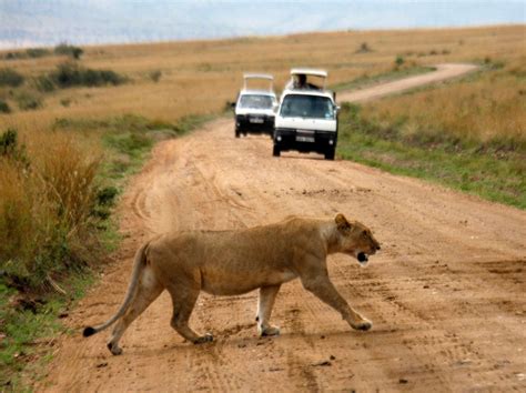 Lion Kills 10 Year Old Girl Just Metres From Her Home In Zimbabwe