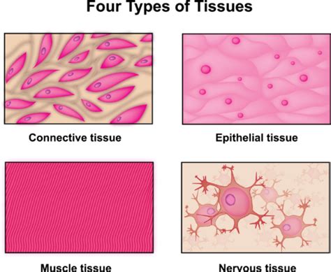 Human Body Tissues