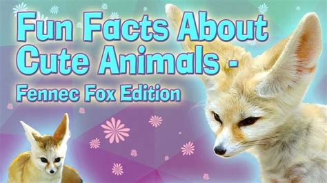 Whether it's endangered african animals, sea animals, wild animals or pets, there are so many amazing types of. Fun Facts About Cute Animals - Fennec Fox | Explore ...