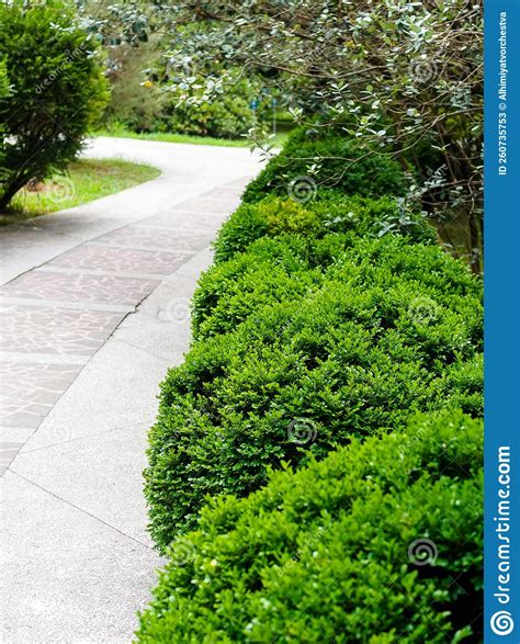 Evergreen Boxwood In The Dendrological Park Stock Image Image Of