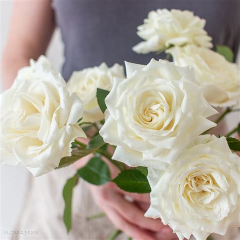Alabaster Garden Roses Diy Wedding Flowers Flower Moxie