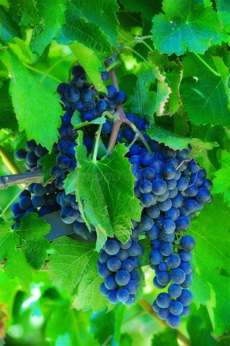 Purple Grapes On Vine Stock Image Image Of Purple Fruit 16978467