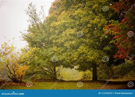 Misty Autumn Landscape With Trees Stock Image Image Of Calm
