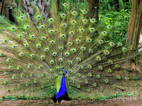 The Garden Peacock Photograph By Gary Richards Fine Art America