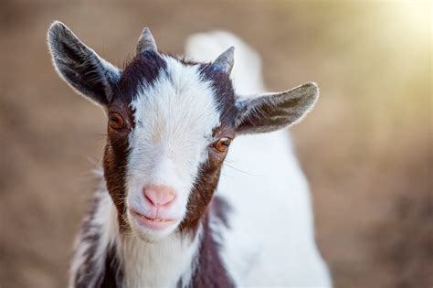 La Cabra Enana Como Mascota Conoce A Este Peculiar Animal