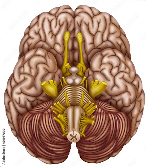 Vista Inferior Del Cerebro Humano Ilustraci N De Stock Adobe Stock