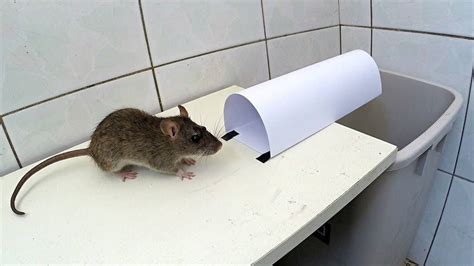 How To Make Homemade Humane Mouse Traps Top Mouse Rat Trap Diy Make A