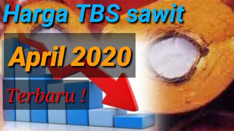 Harga tbs sawit yang ditetapkan untuk periode september 2020 ini yakni rp1.550,07 per kg. harga sawit hari ini 2020 terbaru || April 2020 - YouTube