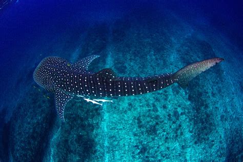 Exploring The Biggest Ever Recorded Whale Shark Balisharks Com