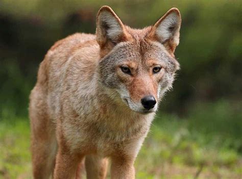Coyotes A Growing Problem For Florida Pets Pet Junction