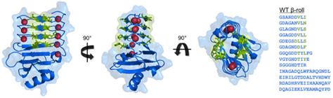Toxins Free Full Text Block V Rtx Domain Of Adenylate Cyclase From