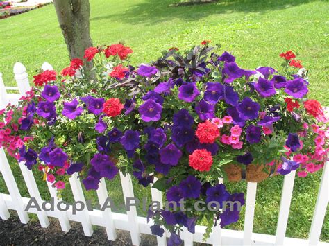 What are the best window box flowers? A full sun window box with a little of everything. Purple ...