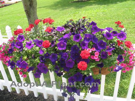 Find planter box flowers full sun. A full sun window box with a little of everything. Purple ...