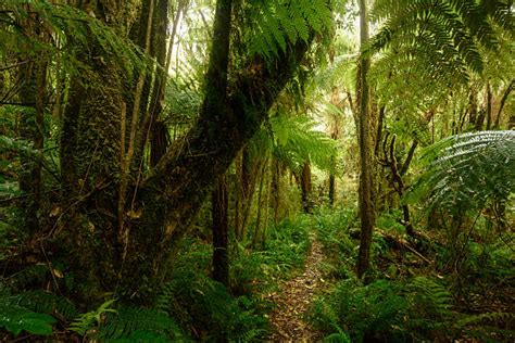 Top 60 Fern Rainforest New Zealand Stock Photos Pictures And Images
