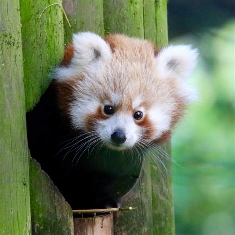 ‘its A Boy Red Pandas Welcome Cub At Banham Zoo Zooborns