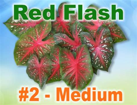 Caladium World Red Flash 2 Medium Bulb Red Flash Redflash 2