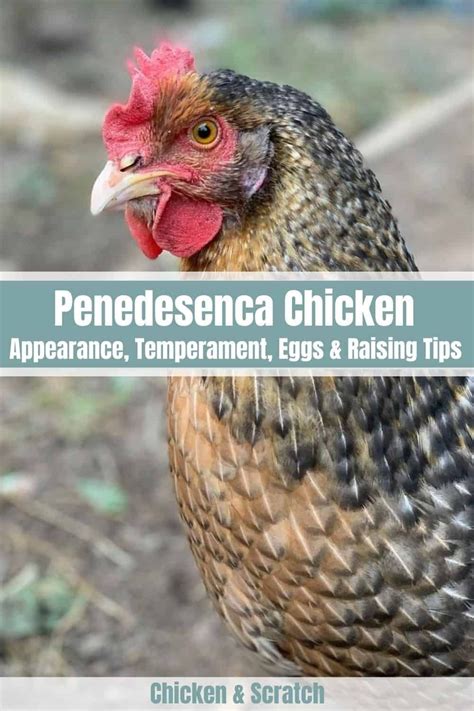 Penedesenca Chicken Appearance Temperament Eggs And Raising Tips